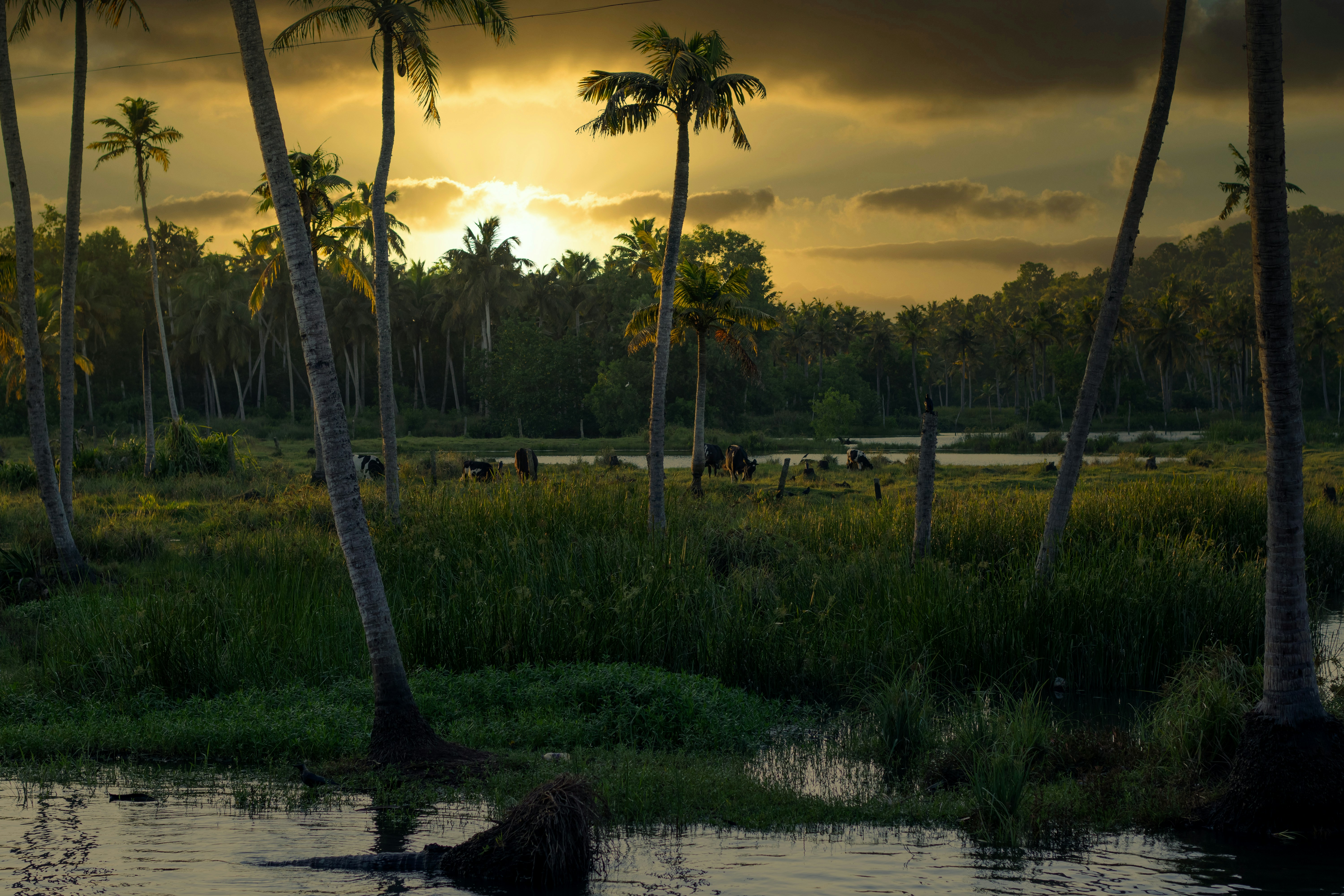 Coconut grove — Kerala tropical surroundings